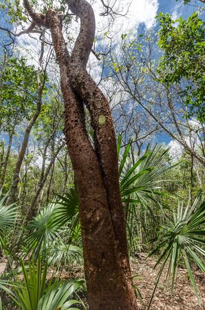 Mayan jungle of the southern Mexicoの写真素材