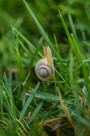 small snail on a leaf