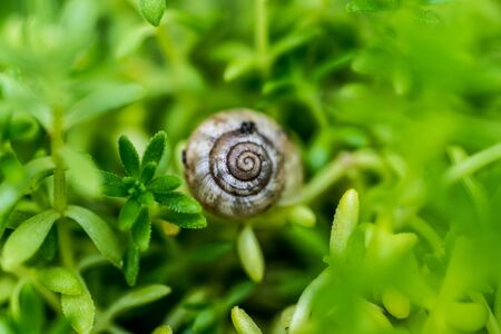 small snail on a leafの写真素材