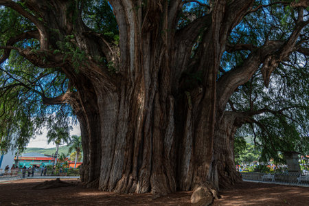 Image of Theater of Guelatao de JuÃ¡rez, birthplace of president Benito Juarez, Oaxaca, Mexicoの写真素材