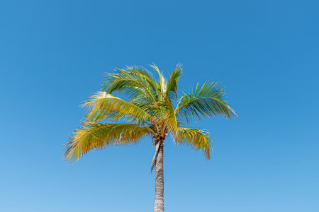 Palm on a sunny day in the mexican caribbeanの写真素材