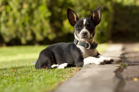 Beautiful Chihuahua dog watching the camera の写真素材