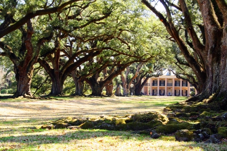 Louisiana plantation with a beautiful line of oaksの写真素材