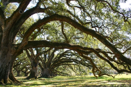 Beautiful line of trees in a Louisiana Plantation の写真素材