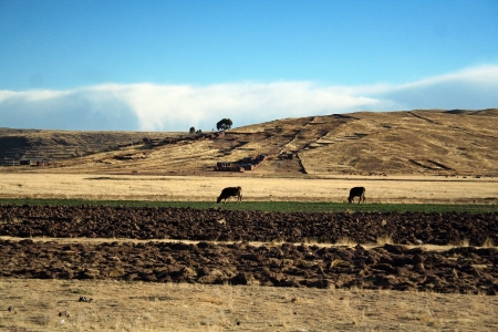 Peruvian andes landscape near Juliaca and Puno, Peru の写真素材