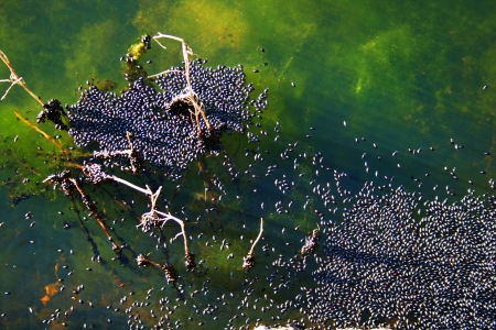 Several bugs in the lake water  Insect texture 