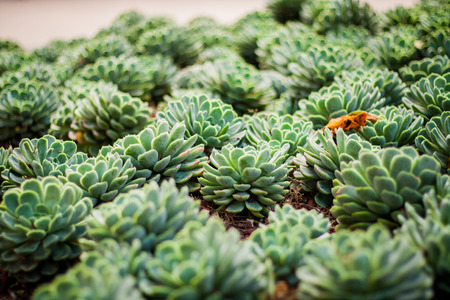 Green plants and bushの写真素材