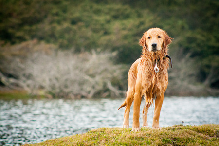 Portrait of a wet Golden Retriever lake backgroundの写真素材
