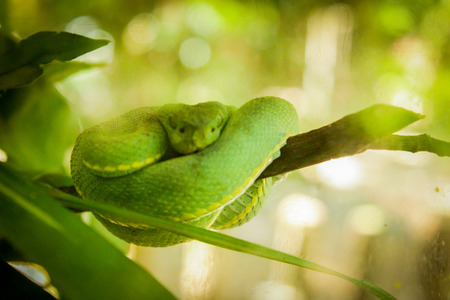 Green snake at Amazon Forestの写真素材
