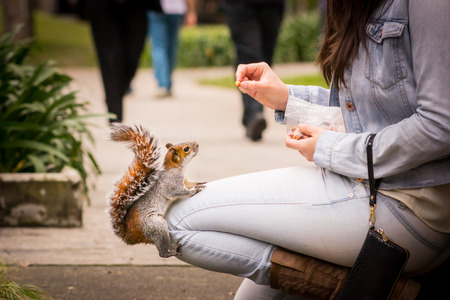 Squirrel eating nut on the leg of a womanの写真素材