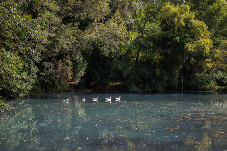 Dreamy pond in the forest landscape.の写真素材