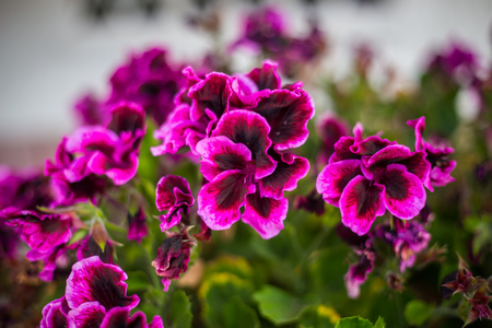 Pink bicolor geraniums in the home garden.の写真素材