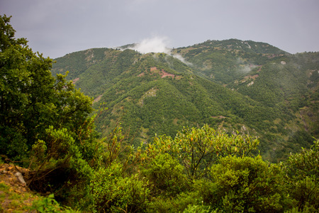 Forested mountain slope  with the evergreen conifers.の写真素材