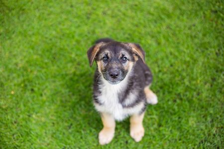 German shepherd puppy german  in the garden.