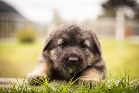 Newborn puppies german shepherd in the garden.