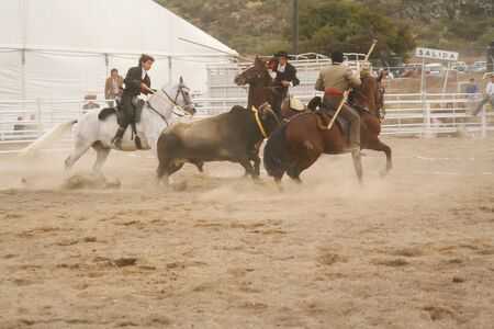 Quertaro, Mexico, December.03. 2006: Rejoneo at queretaro county fair with bull calf.の写真素材