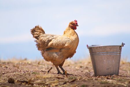 Hens in a free range farm. This hens lay first quality organic eggs.の写真素材