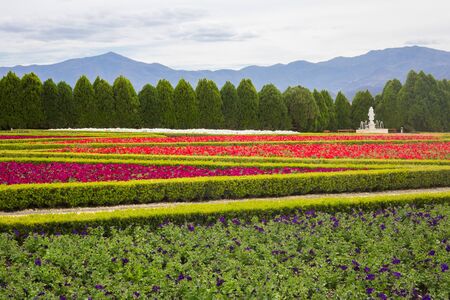 Field carpet of beautiful flowers.の写真素材