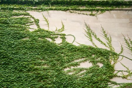 Creeping ivy leaves plant on a huge wall.の写真素材