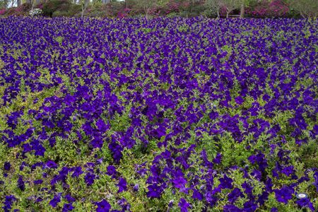 Field carpet of beautiful flowers.の写真素材