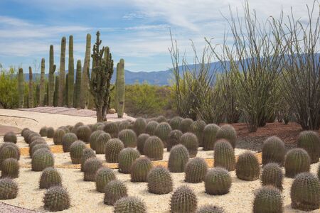 Desert cactus garden landscape.の写真素材