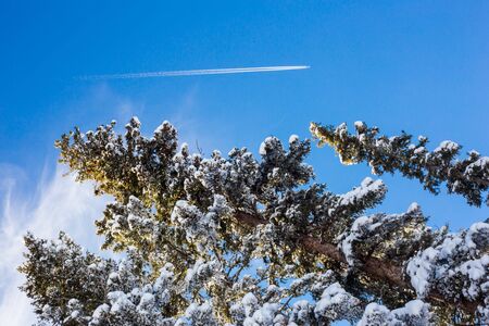Jet trail, Sunshine and Frozen trees on a winter blue bird day.の写真素材