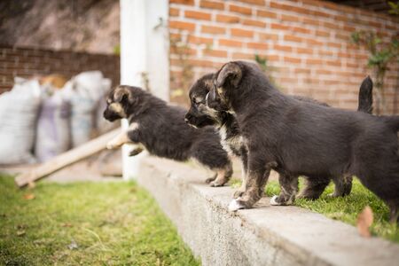 Newborn puppies german shepherd in the garden.