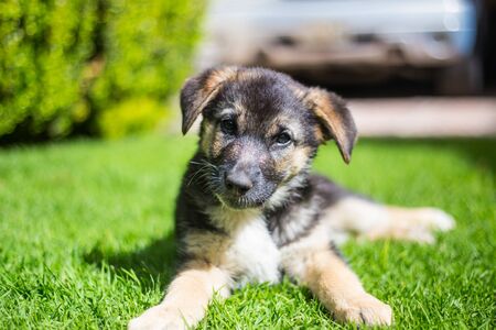 German shepherd puppy german  in the garden.の写真素材
