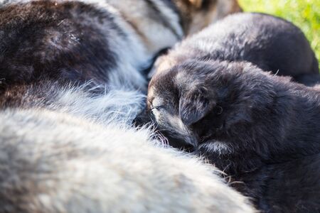 Newborn german shepherd breast-feeding.の写真素材