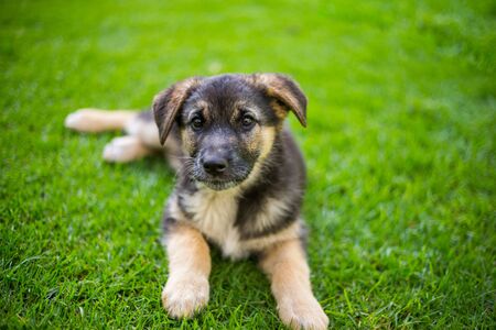 German shepherd puppy german  in the garden.の写真素材
