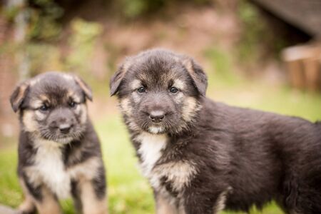 Newborn puppies german shepherd in the garden.の写真素材