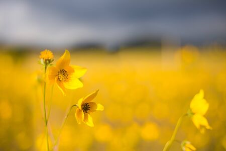 Close up of wild yellow flower with blur background.の写真素材