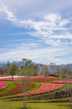 Field carpet of beautiful flowers.の写真素材