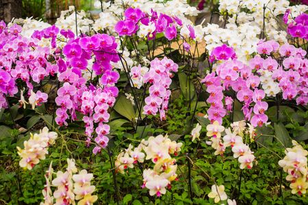 Beautiful magenta pink white orchid flowers.の写真素材