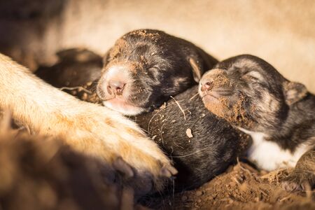 Newborn german shepherd in a wild cave hole.