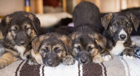 Litter of German Shepherd hybrid Mix Puppies Playing in a bed.の写真素材