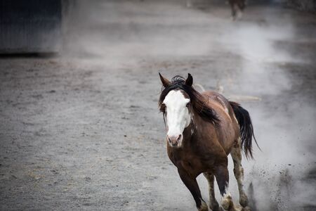 Horses running in the square.の写真素材