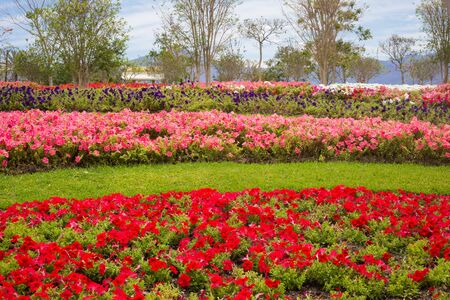 Field carpet of beautiful flowers.の写真素材