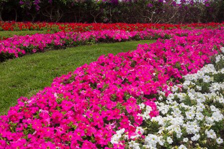 Field carpet of beautiful flowers.の写真素材
