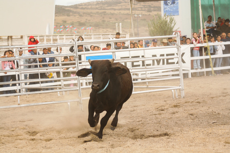 Quertaro, Mexico, December.03. 2006: Rejoneo at queretaro county fair with bull calf.のeditorial素材