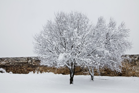 two treesの写真素材
