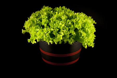 lettuce in a bowlの写真素材