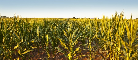 Green corn stalks, arranged in rows and clear summer sky.