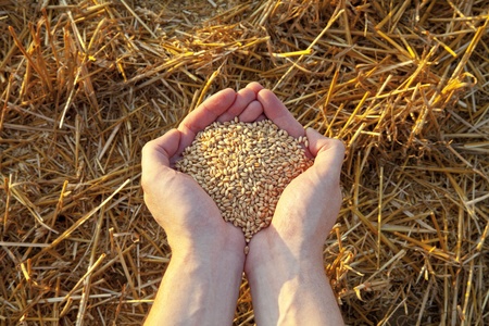 Hands full of grain and Mown wheat field at sunset.