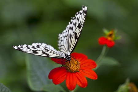 A beautiful butterfly with black markings on red flower and green background.の写真素材