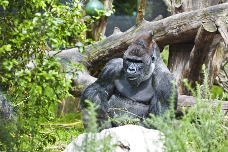 Great African gorillas, among the vegetation and downed trees.の写真素材