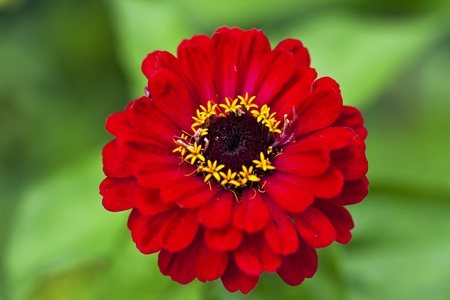 Zinnia flover, red petals, stamens and green background.の写真素材