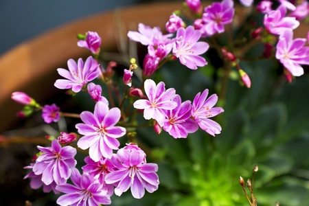 Flowers with pink petals in a crock pot.の写真素材
