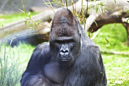 Great African gorillas, among the vegetation and downed trees.