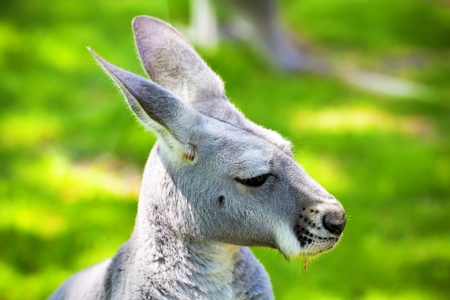 Profile, a young Australian kangaroos and green background の写真素材